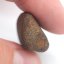 Kamenný meteorit - Gao Guenie - 16,76 gramů