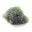 Moldavite 16.26 grams - museum grade