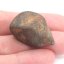 Stone Meteorite - Gao Guenie - 21.97 grams